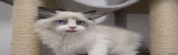 Ragdoll cats for sale: Champion Chunky Ragdoll Kittens-Famous R Bloodline - Advert 13