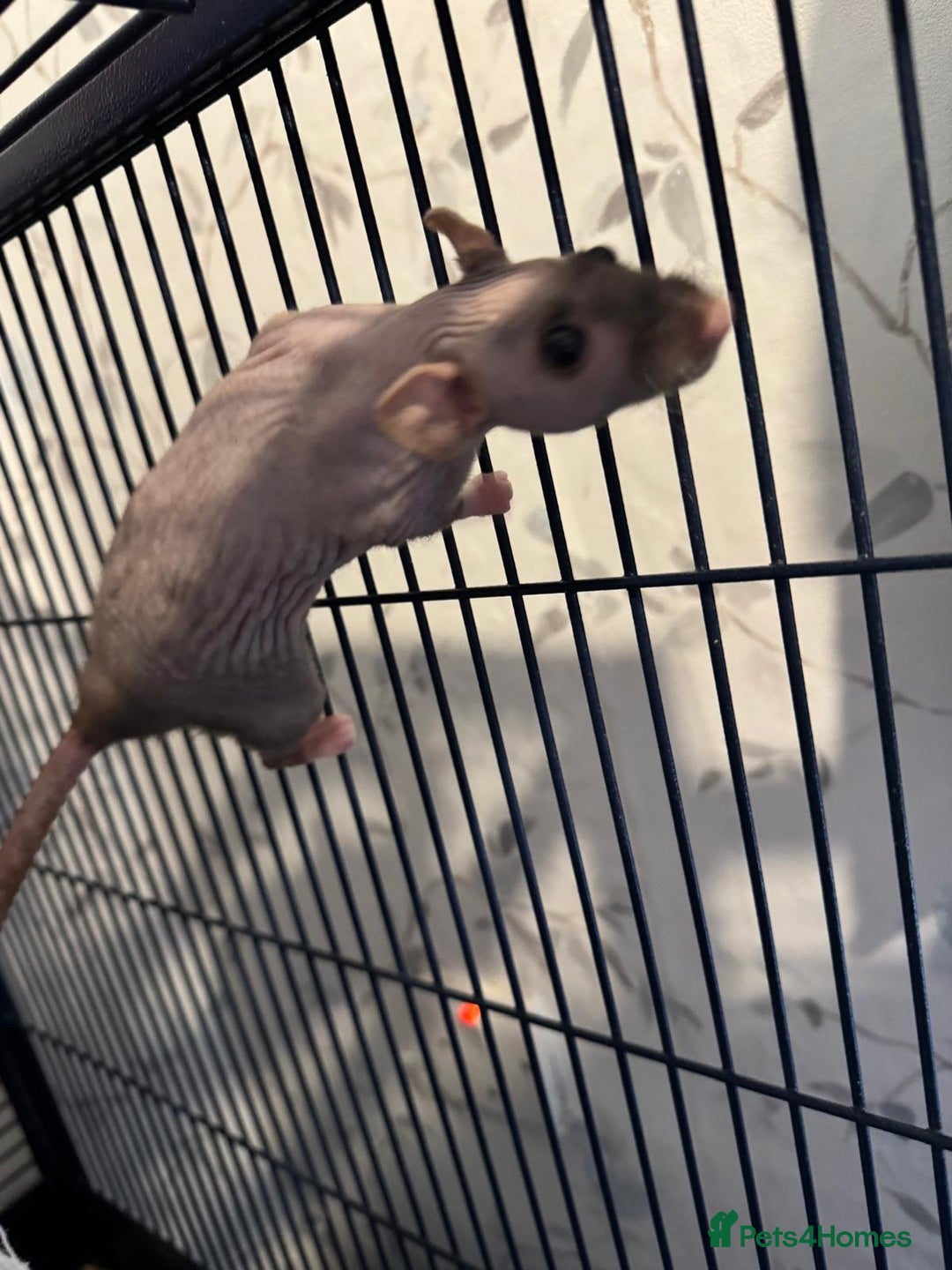 Rat rodents for sale: Beautiful rats and cage for sale  - Image 14