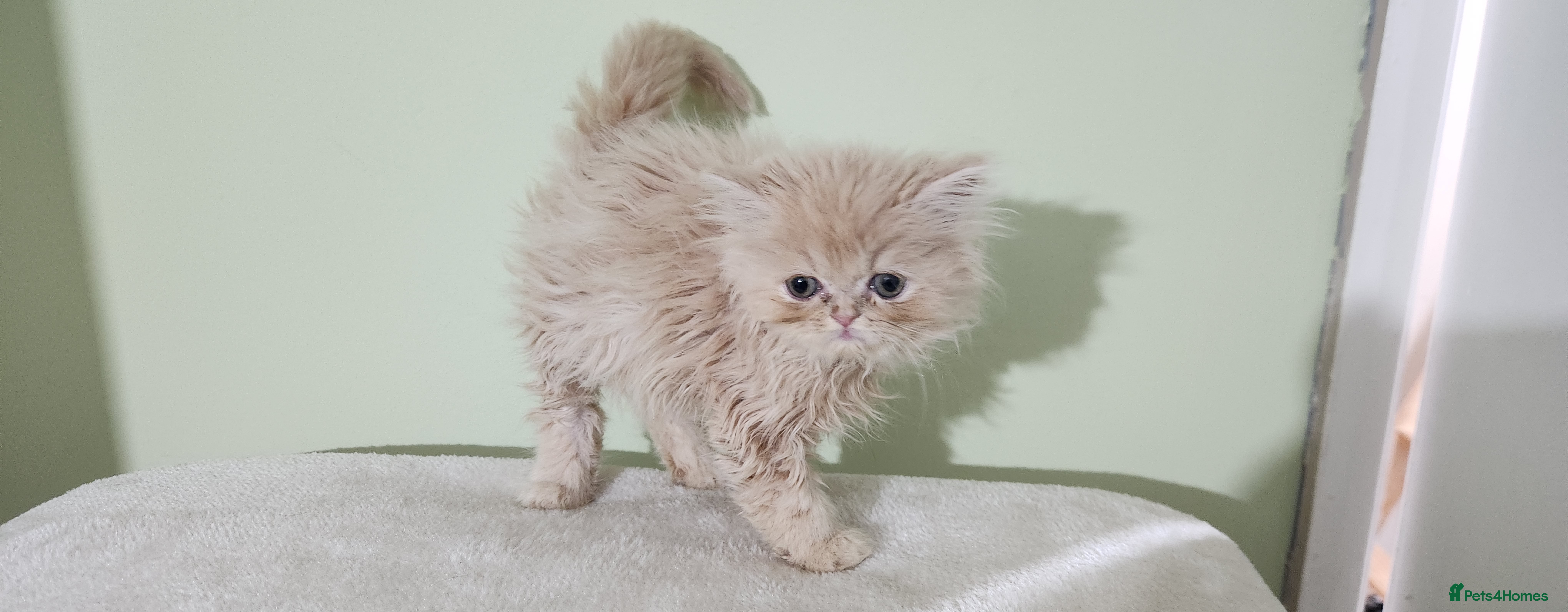 Persian cats Pure Persian Kittens for sale - Advert 1