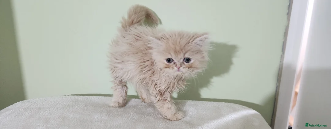 Persian cats for sale: Pure Persian Kittens for sale - Advert 1