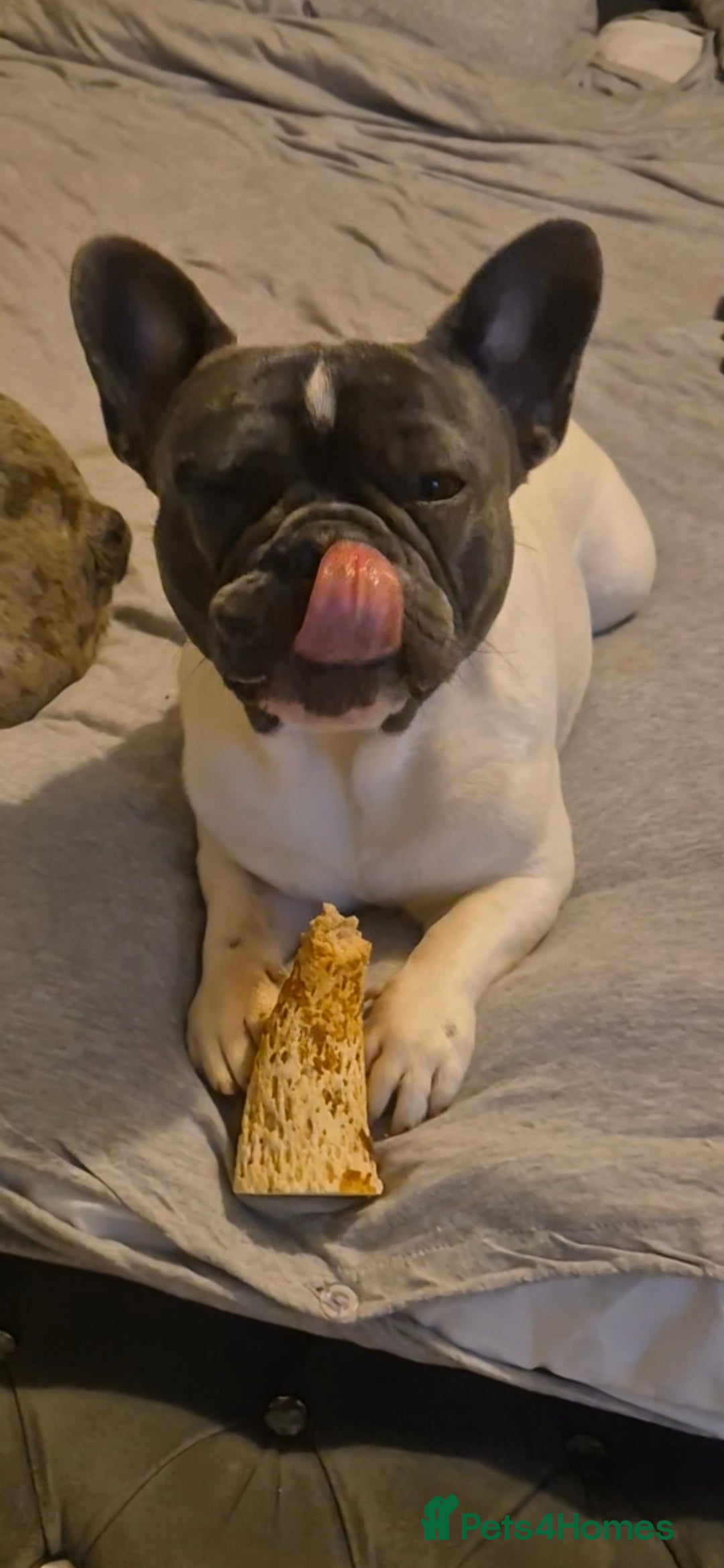 French Bulldog dogs for stud: Platinum pied French bulldog for stud - Advert 5