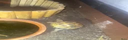Turtle reptiles for sale: 3 Year old Russian turtle (horsfeild turtle) - Advert 8