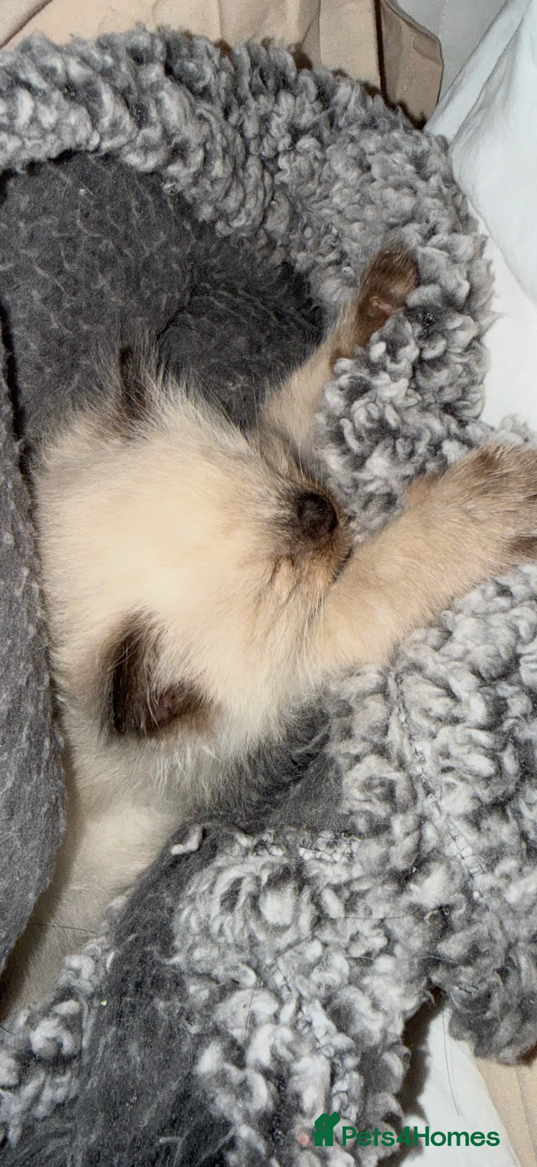 Ragdoll cats for sale: Beautiful Seal Point female Ragdoll kitten - Advert 17