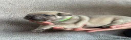 French Bulldog dogs for sale: French Bulldog PuppiesReady for Their Forever home - Advert 38