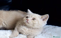 Brazilian Shorthair cats for sale: Beautiful bsh kittens, looking for new homes.  - Image 6