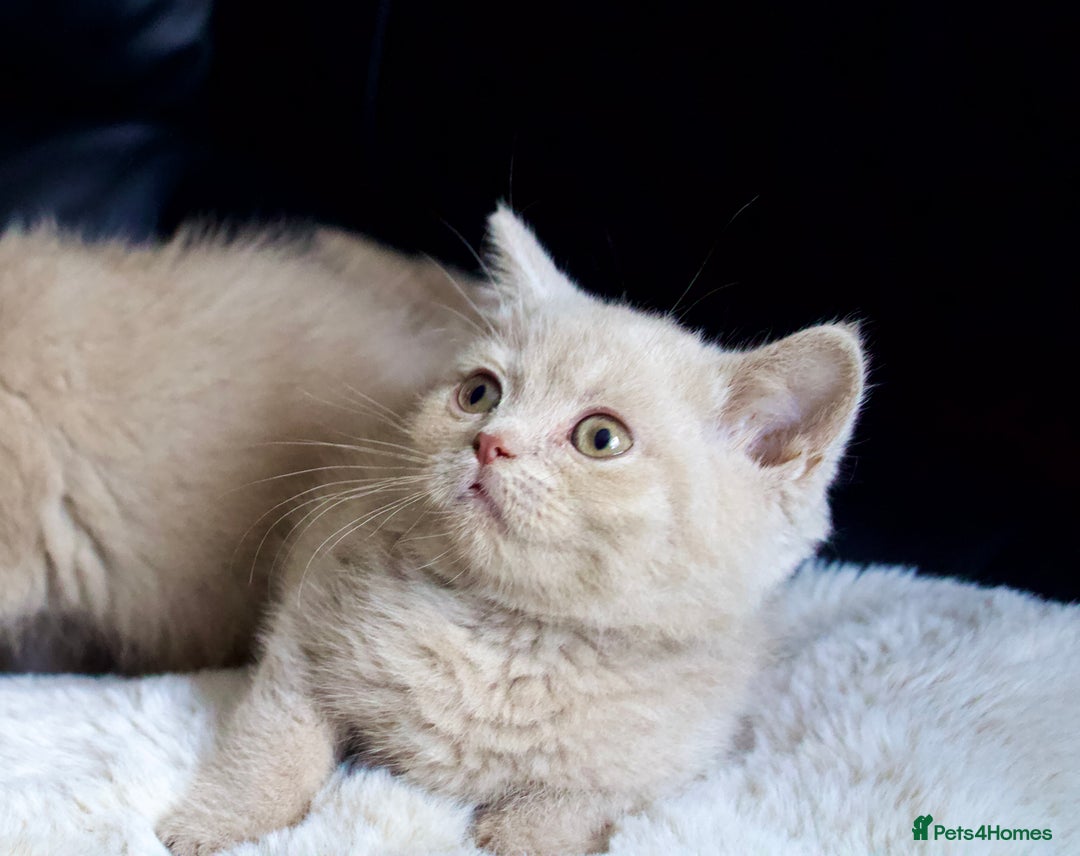 Brazilian Shorthair cats for sale: Beautiful bsh kittens, looking for new homes.  - Image 6