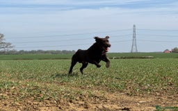 Labrador Retriever dogs for stud: Proven KC Reg Labrador health tested stud in Olney - Image 19