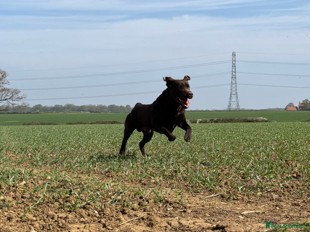 Labrador Retriever dogs for stud: Proven KC Reg Labrador health tested stud in Olney - Image 19