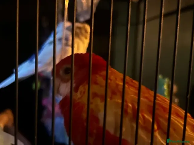 Mixed Breed birds for sale: URGENT Bird Rehoming - Advert 2