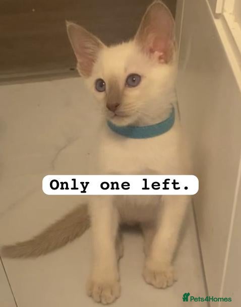 Siamese cats 1 boy left Full Siamese lilac point ready - Advert 2