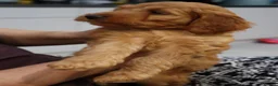 Cockapoo dogs for sale: Stunning F1 puppies Champions Bloodlines  - Advert 7