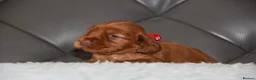 Cocker Spaniel dogs for sale: Kc Reg Show Type Cocker Spaniel  Health Tested - Advert 4