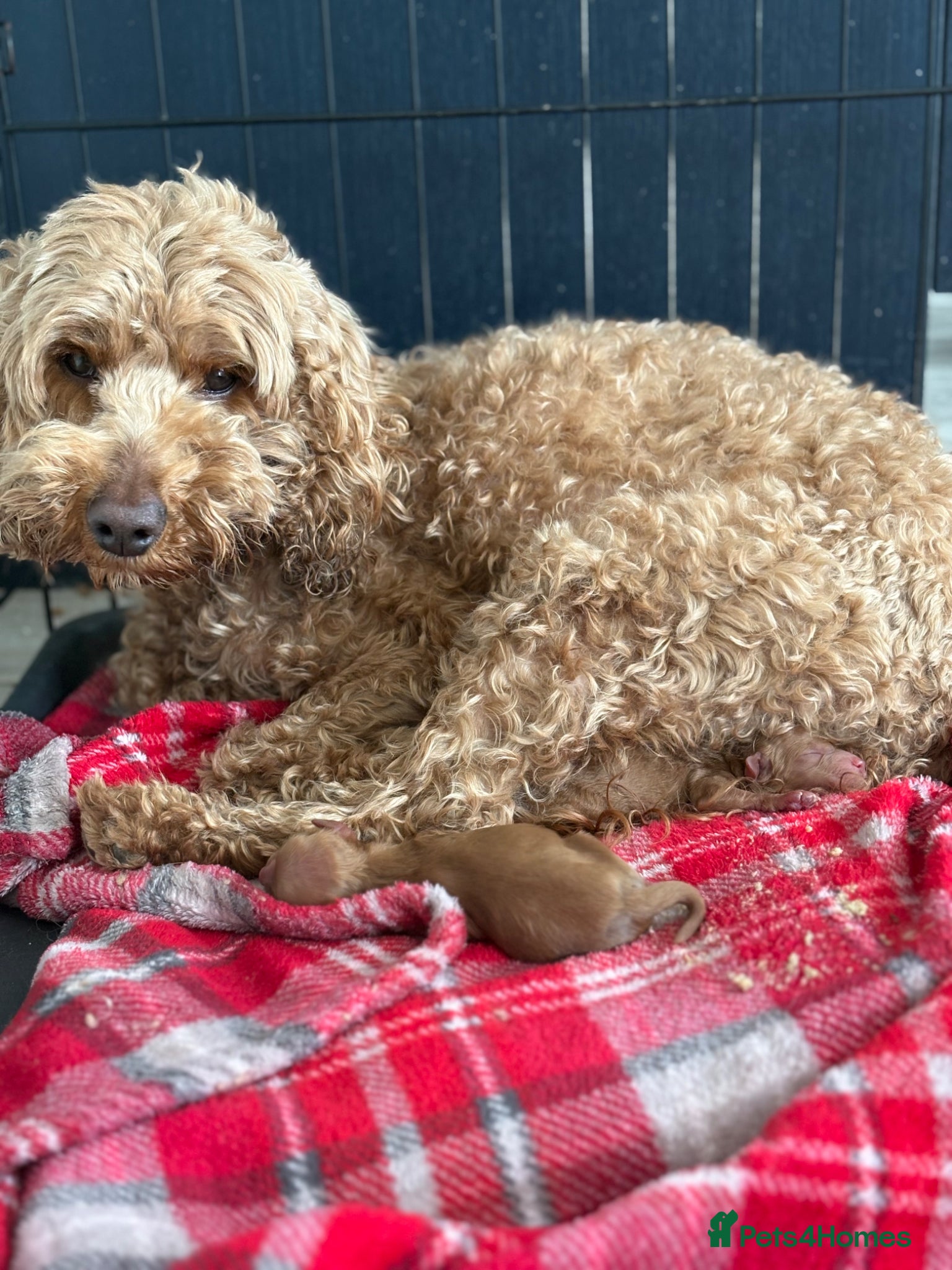 Cockapoo dogs True miniature F1b cockapoos - Advert 6