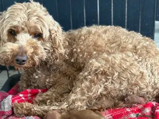 Cockapoo dogs True miniature F1b cockapoos - Advert 6