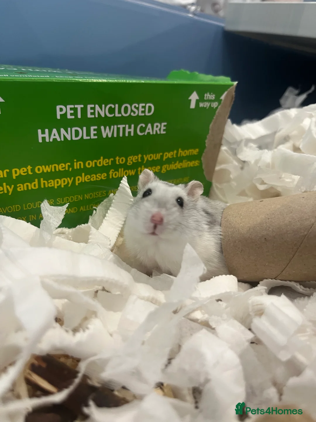 Hamster rodents for sale: COOKIE THE DWARF HAMSTER - Advert 3