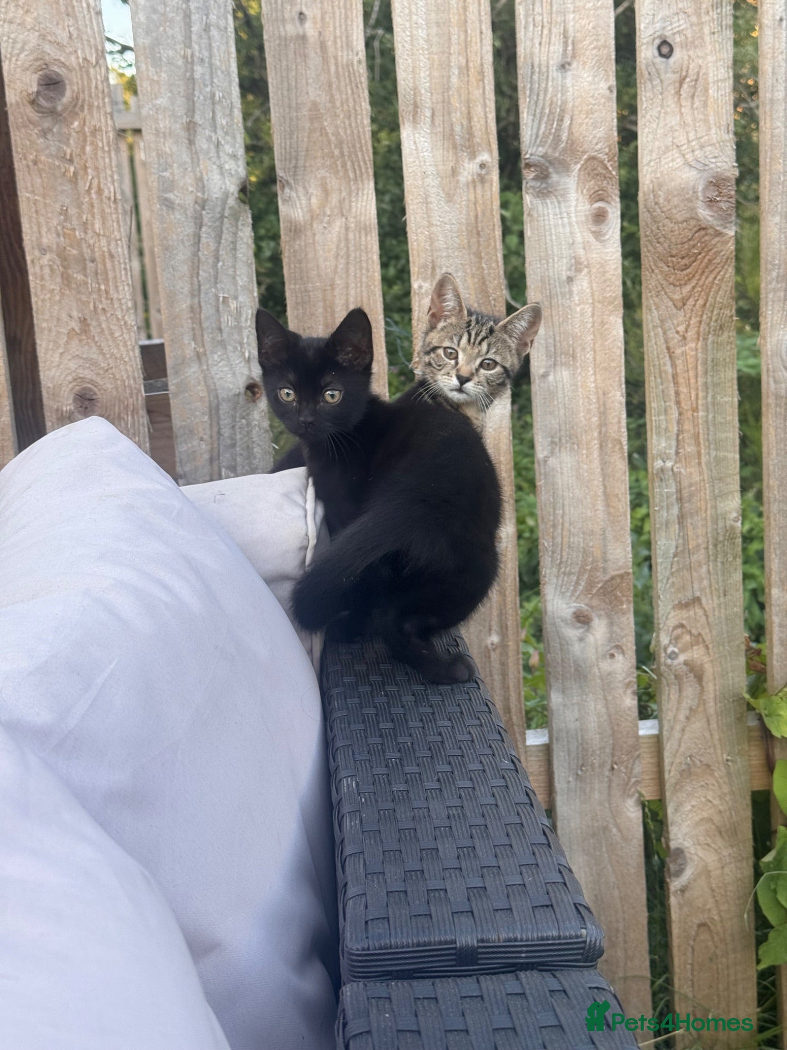 Mixed Breed cats Pair of bonded 11week old female Kittens - Advert 1