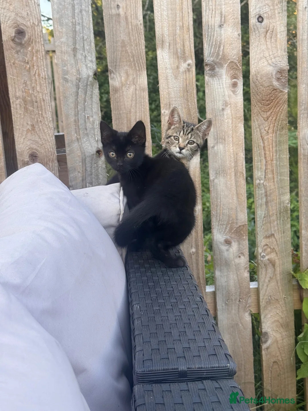Mixed Breed cats for sale: Pair of bonded 11week old female Kittens - Advert 1