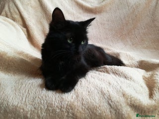 Mixed Breed cats for sale - Advert 1