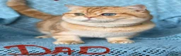 British Shorthair cats for sale: British sh/longhair golden marble kittens - Advert 9