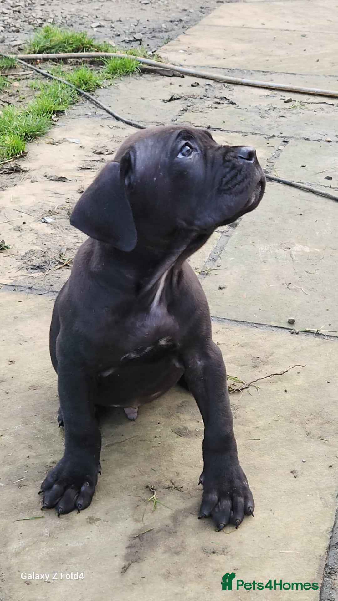 Cane Corso dogs for sale: Champion Blood Line Cane Corso Puppies - Advert 8