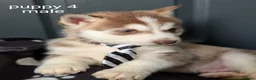 Siberian Husky dogs for sale: Beautiful Siberian Husky (all with Blue eyes) - Advert 2