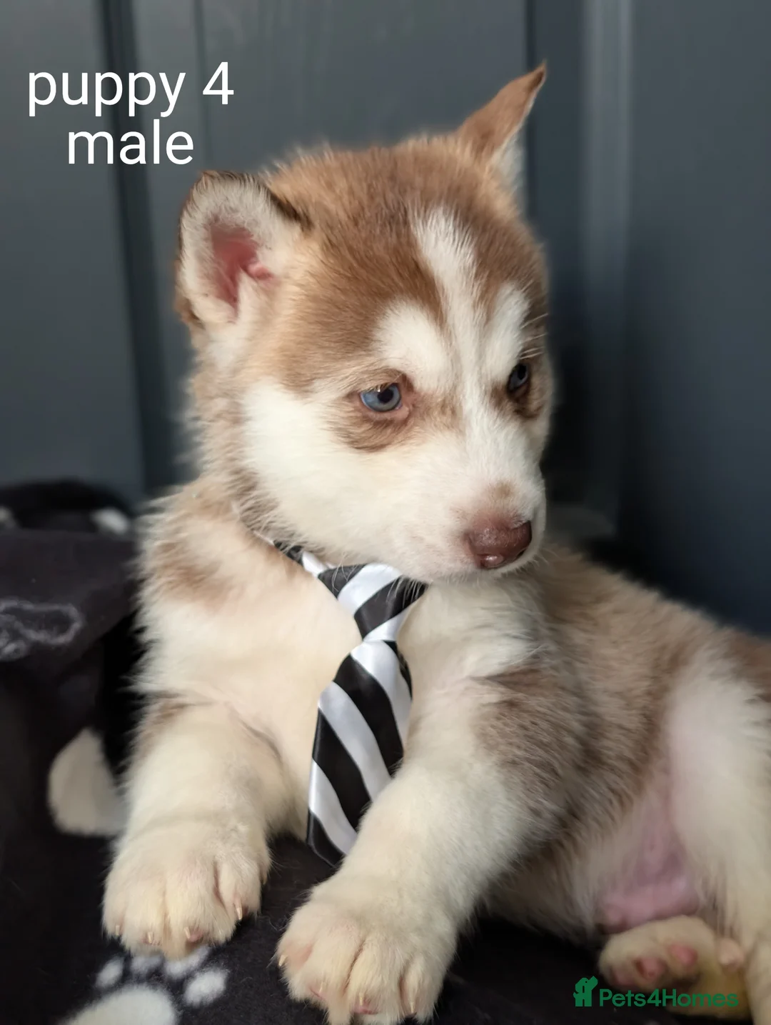Siberian Husky dogs for sale: Beautiful Siberian Husky (all with Blue eyes) - Advert 2
