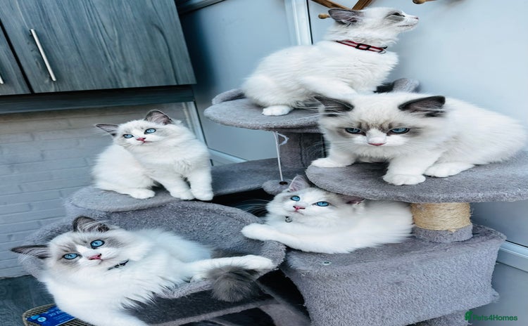 Ragdoll cats - Advert 14