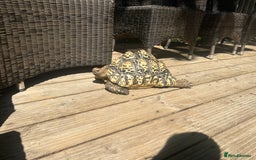 Tortoise reptiles for sale: Large female leopard tortoise  - Image 4