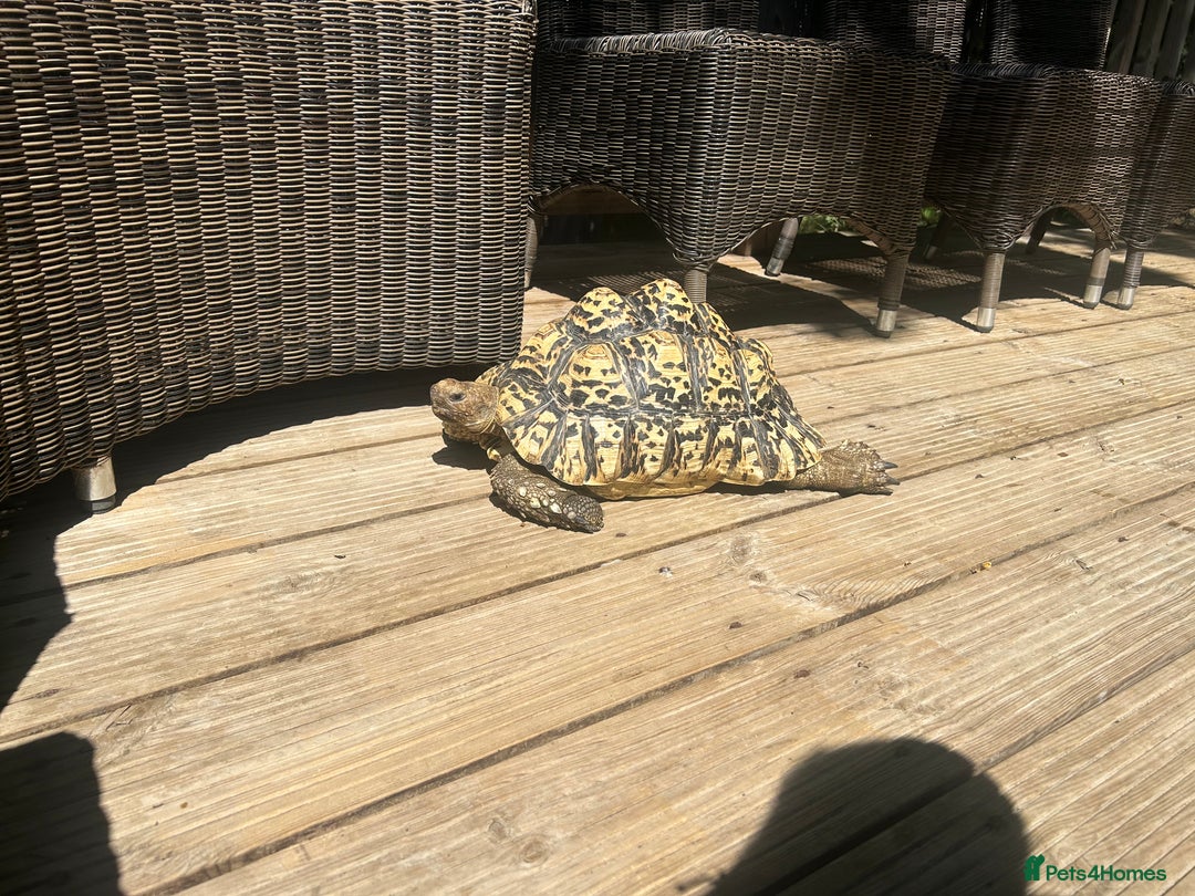 Tortoise reptiles for sale: Large female leopard tortoise  - Image 4