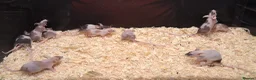 Mixed Breed reptiles for sale: Baby Fancy Pet Mice Females  - Advert 3
