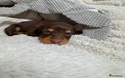 Miniature Dachshund dogs for sale: Miniature Long Haired Dachshund **Last Boy** in Saint Helens - Image 23