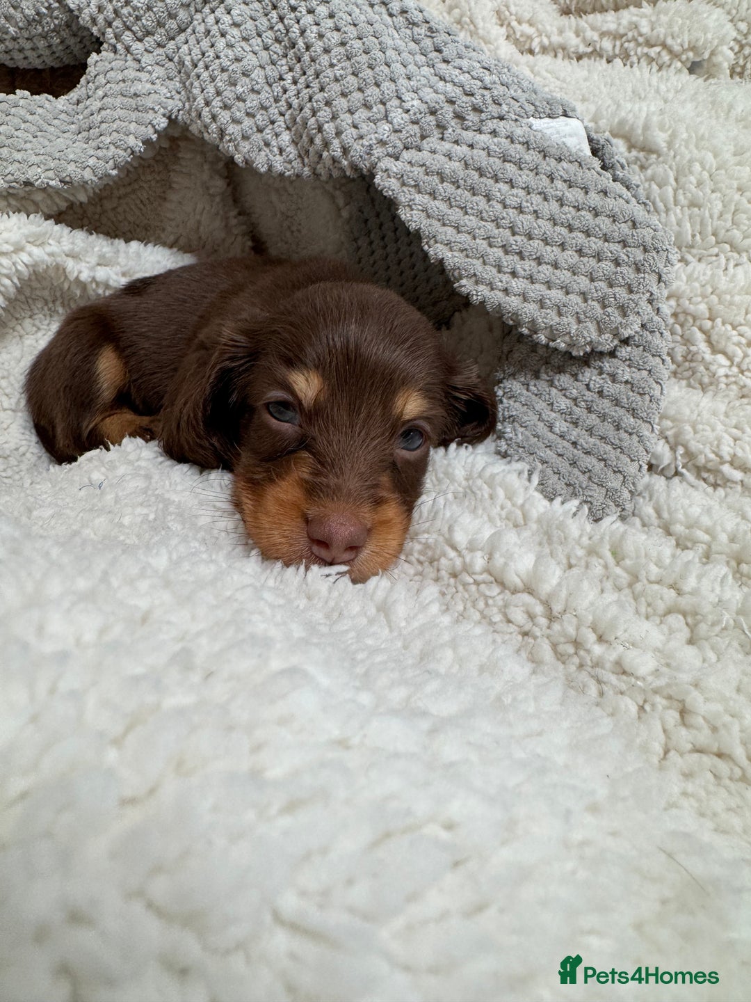 Miniature Dachshund dogs for sale: Miniature Long Haired Dachshund **Last Boy** in Saint Helens - Image 23