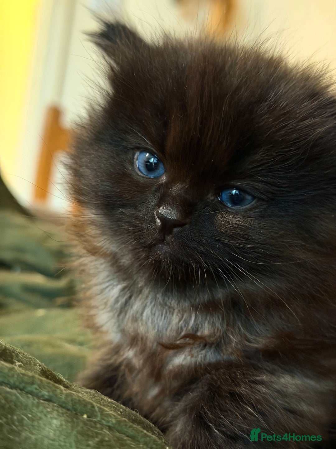 Ragdoll cats for sale: Adorable Ragdoll Kittens  - Image 7