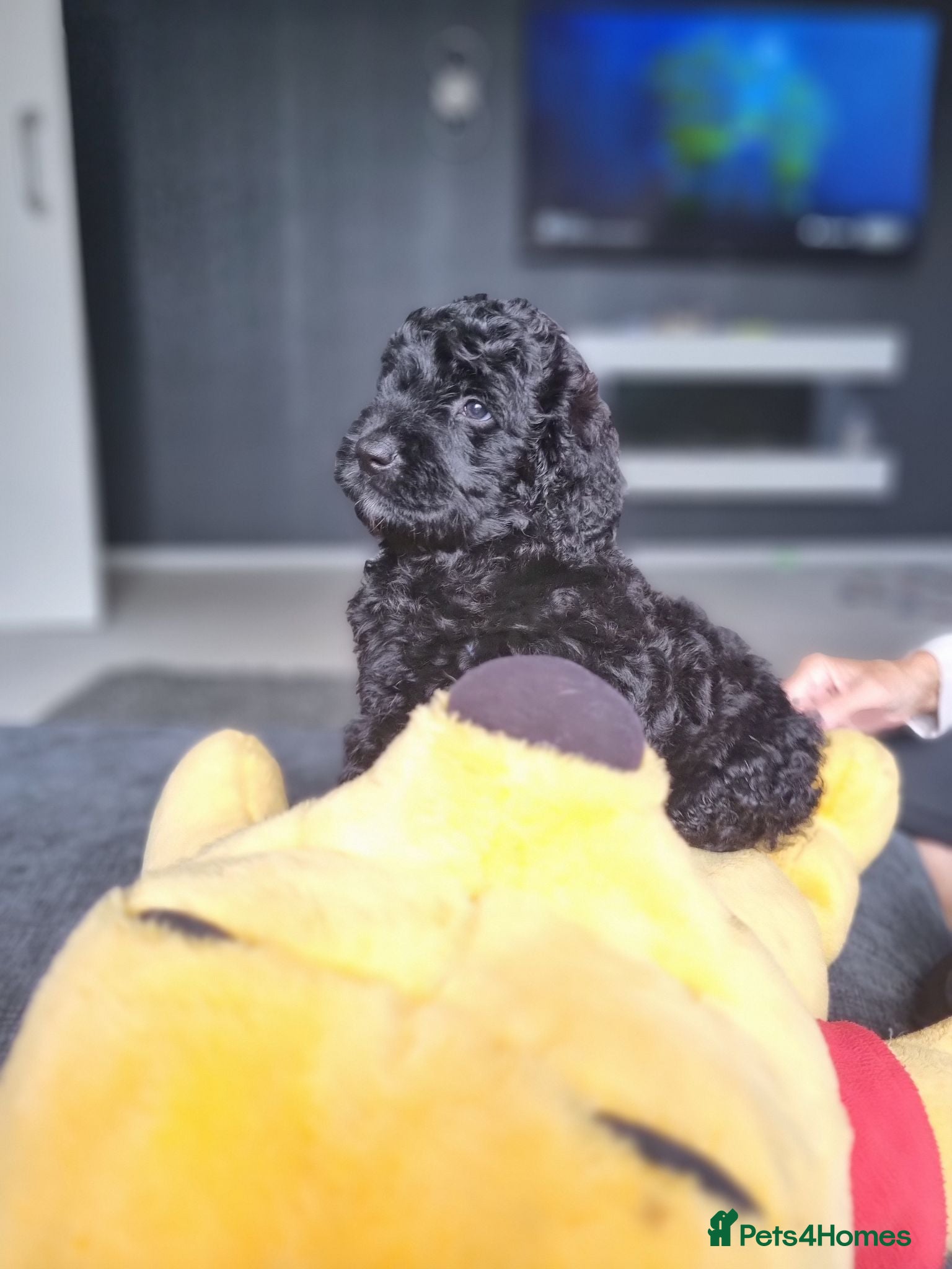 Saint Berdoodle dogs F1B SAINT BERNADOODLE - Advert 2