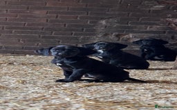 Springador dogs for sale: Black Springador Puppies - Image 4
