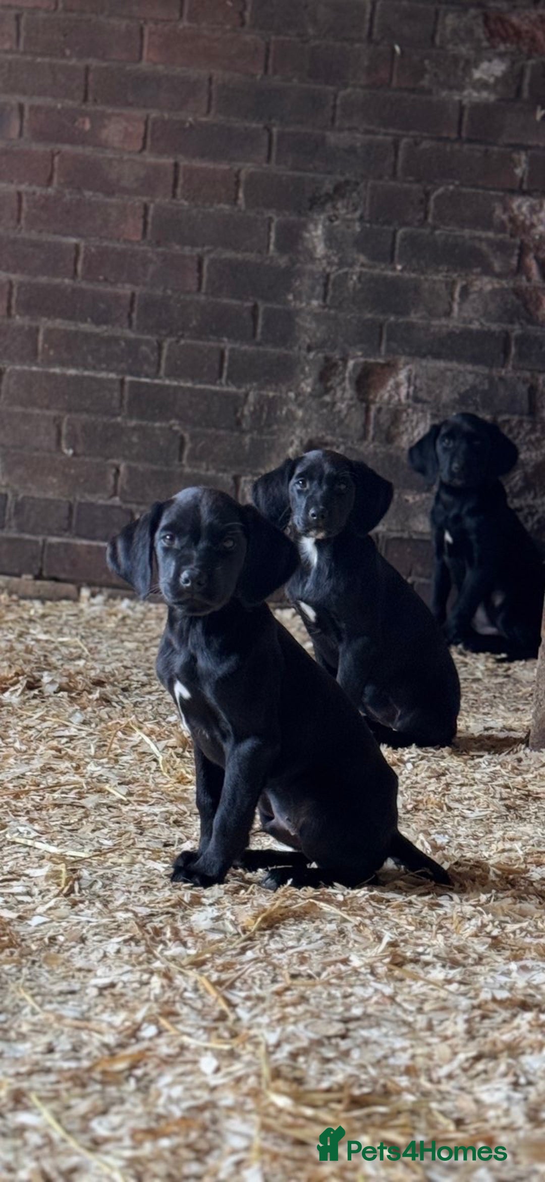 Springador dogs for sale: Black Springador Puppies - Image 4
