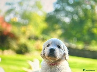 Golden Retriever dogs - Advert 4