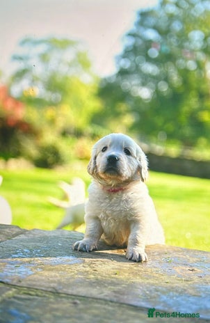 Golden Retriever dogs - Advert 1