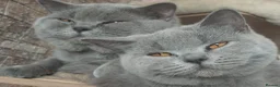 British Shorthair cats for sale:  😻 British Shorthair Kittens 😻 - Advert 16