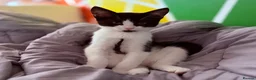British Shorthair cats for sale: Kittens ready to be homed - Advert 13