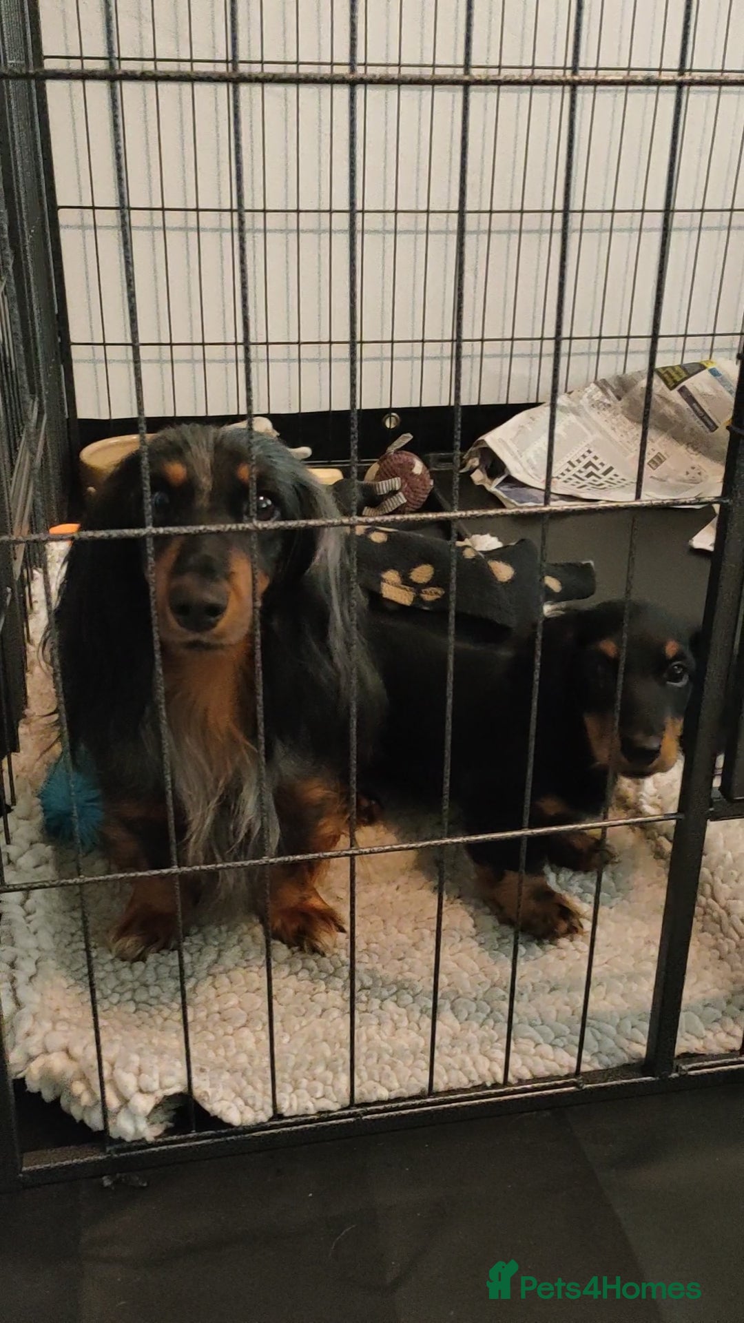 Miniature Dachshund dogs for sale: Handsome quality long haired male available  - Image 14