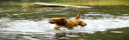 Labrador Retriever dogs for stud: Archie - Advert 3