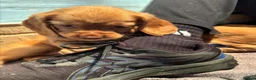 Cocker Spaniel dogs for sale: Beautiful Working Cocker Spanials - Advert 3