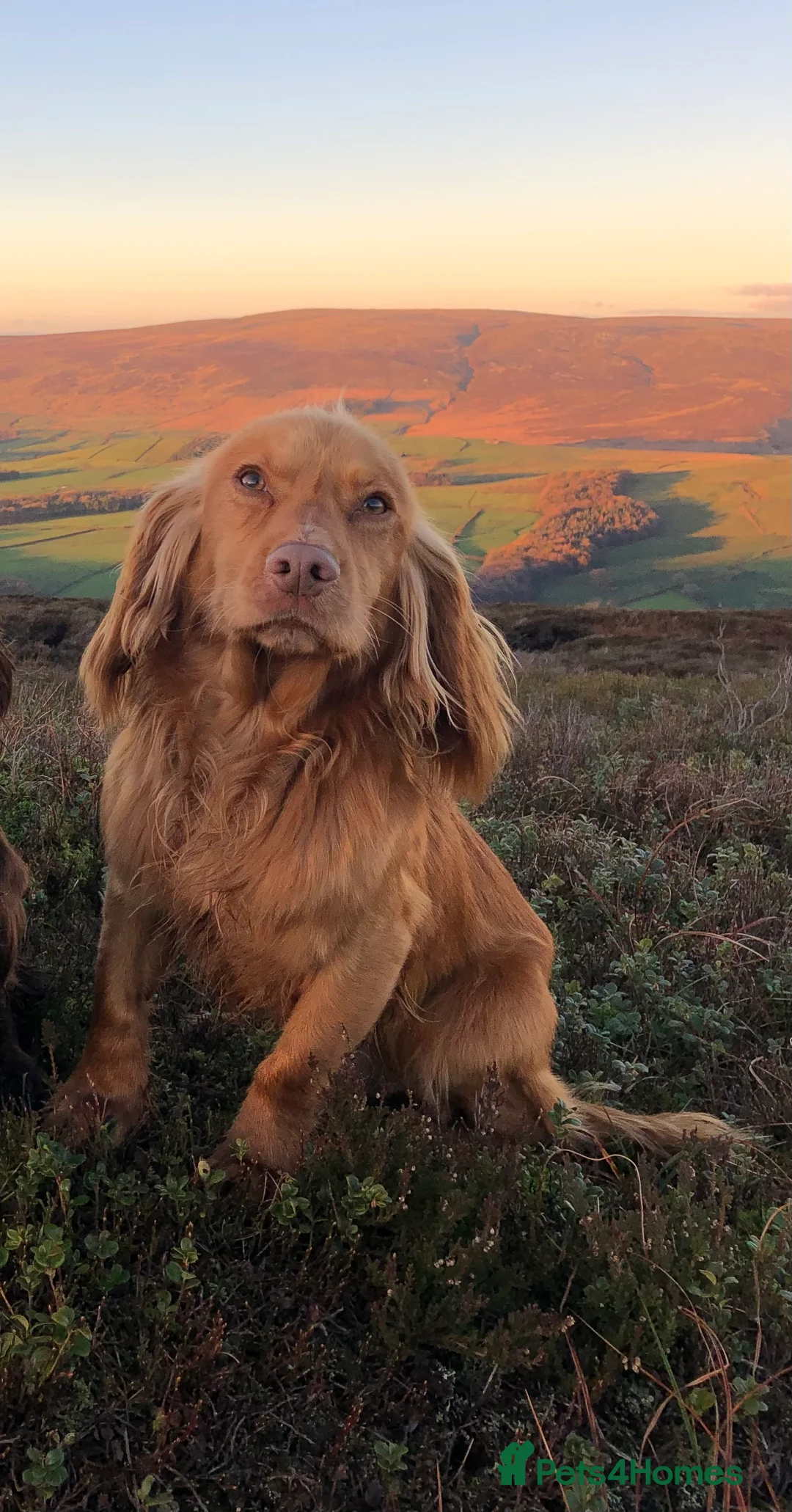 Cocker Spaniel dogs for stud: Excellent cocker spaniel standing at stud in Lancaster - Advert 5