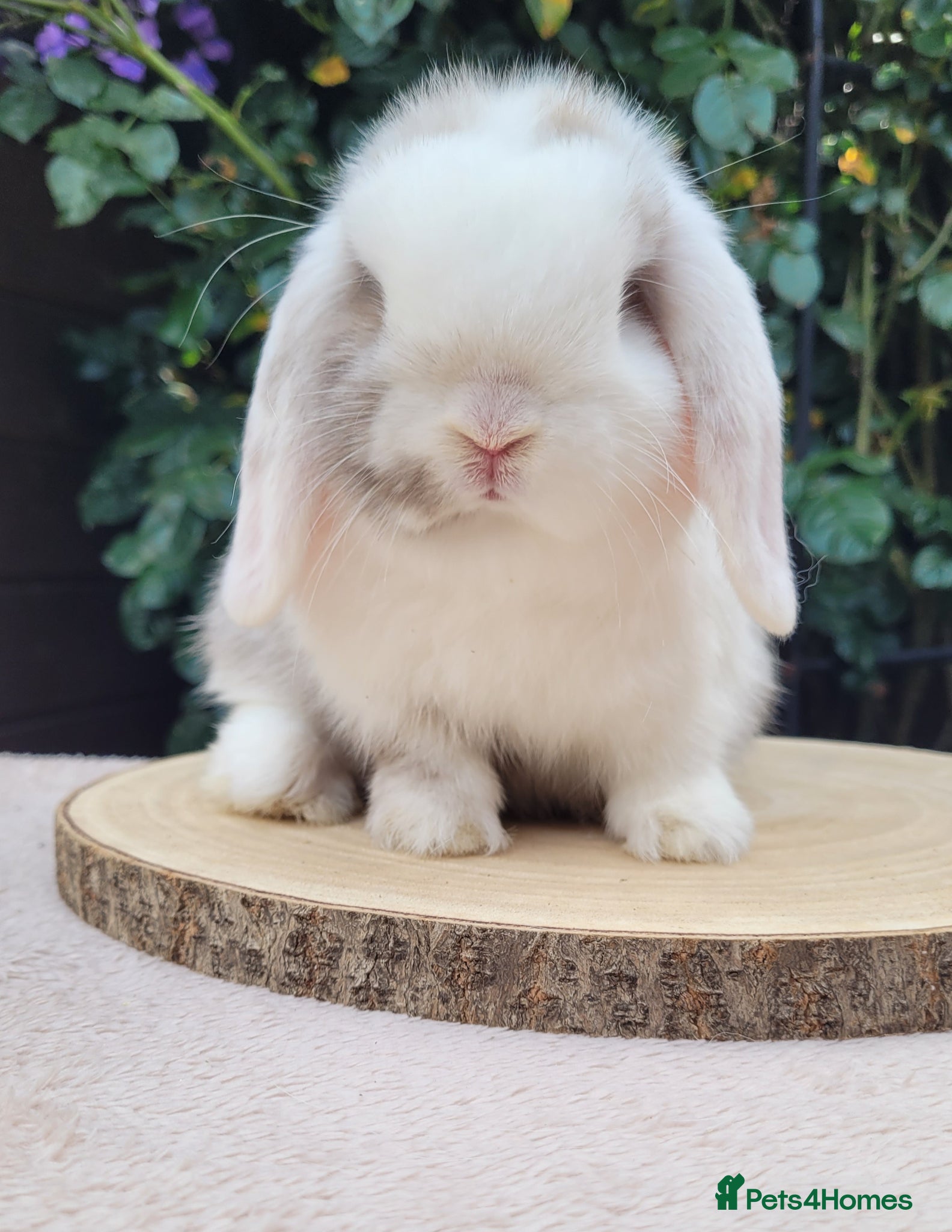 Mini Lop rabbits Beautiful pure bred mini lops - Advert 1