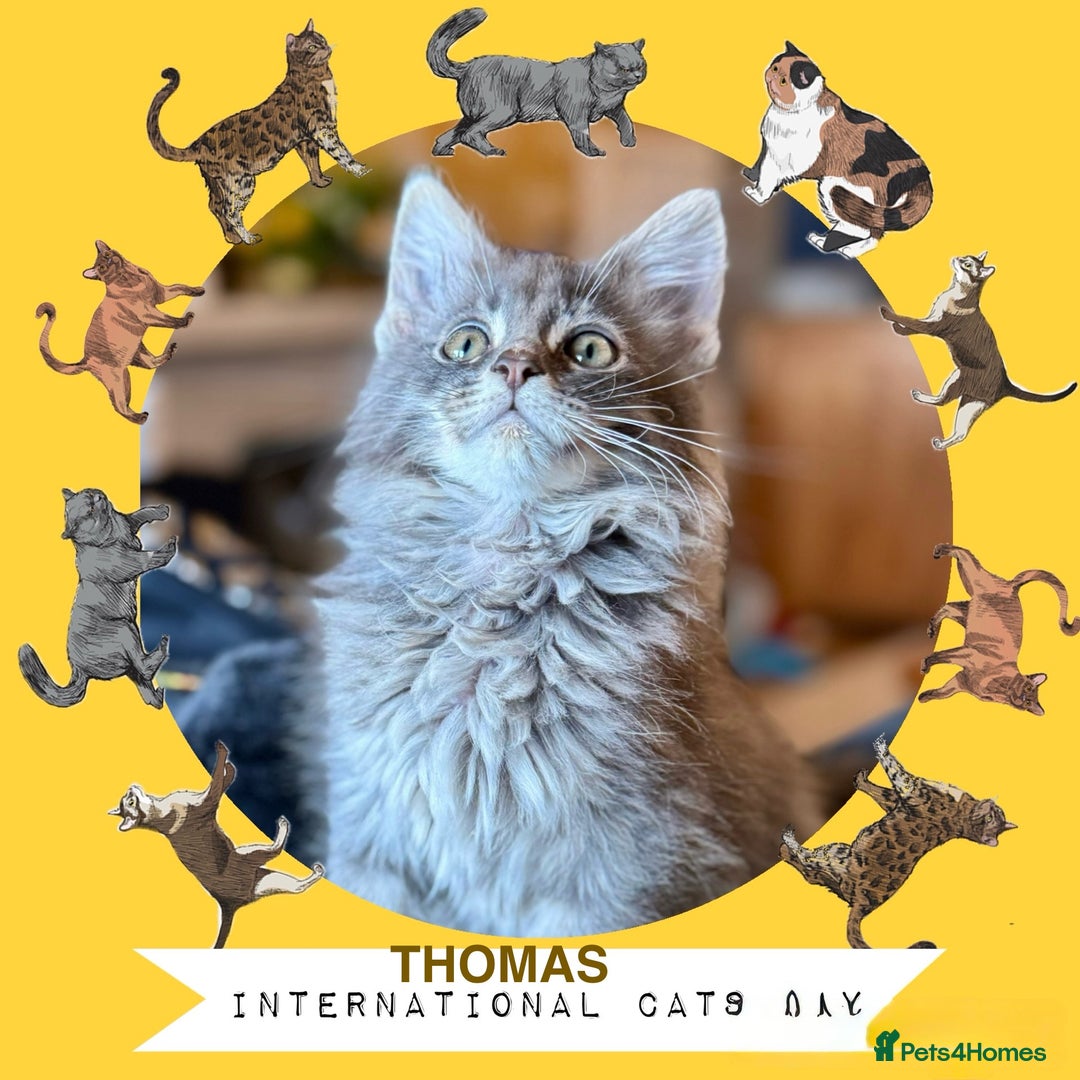Maine Coon cats for sale: Ready NOW! TICA splendid Maine Coon - Image 29