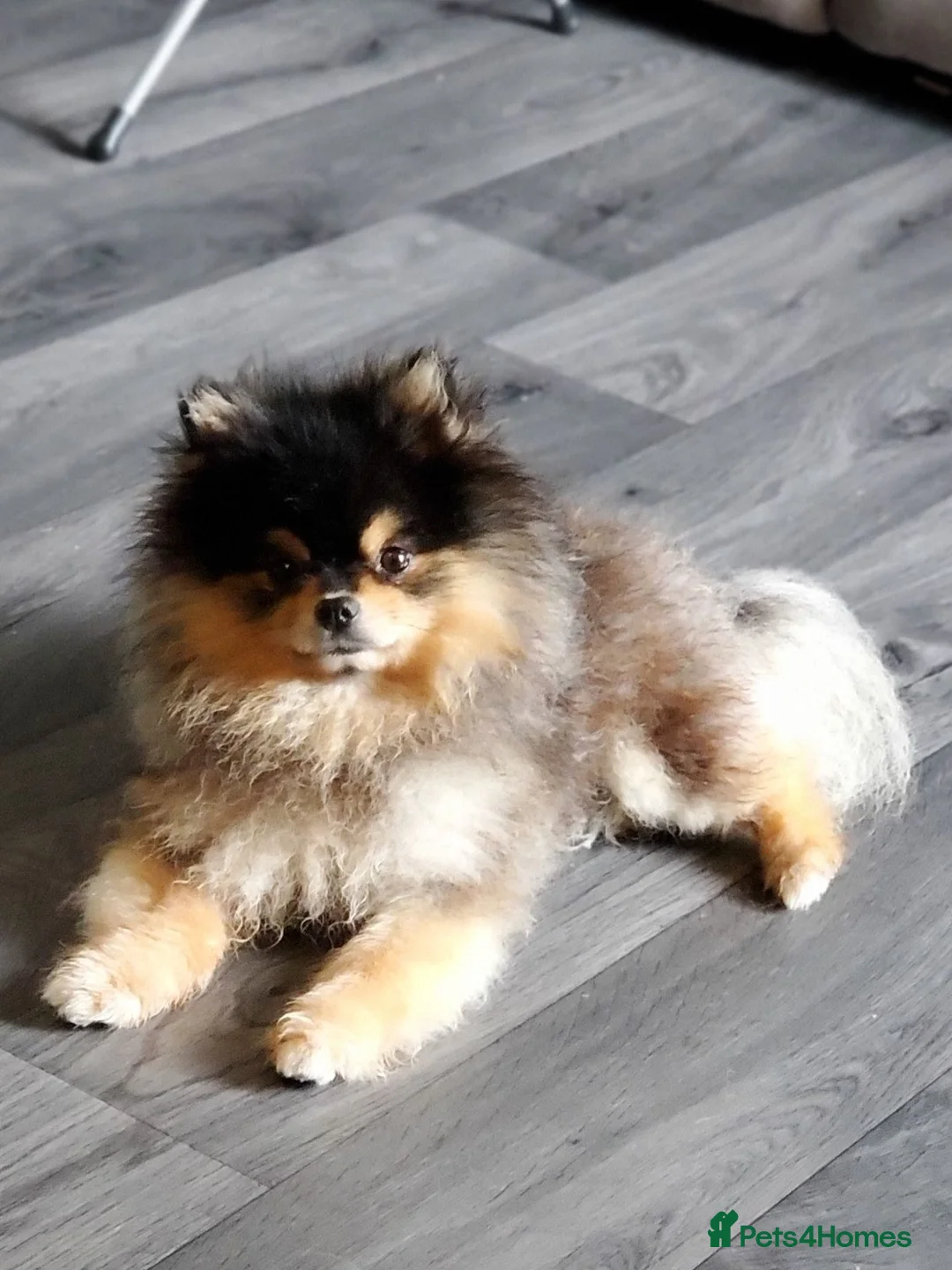 Pomeranian dogs for sale: Pomeranian Puppies For Sale  - Advert 15