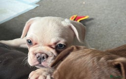 French Bulldog dogs for sale: French bulldog pups ❤️ - Image 26