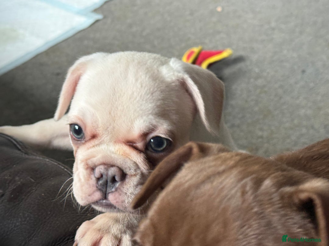French Bulldog dogs for sale: French bulldog pups ❤️ - Image 26