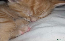 Mixed Breed cats for sale: 1 ginger male and 1 black male - Image 16